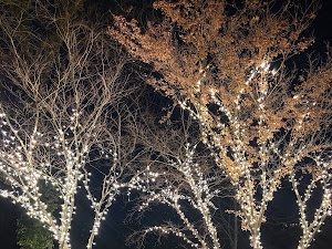 Christmas lighting photo 2 shared by Shelby Fenster on Google